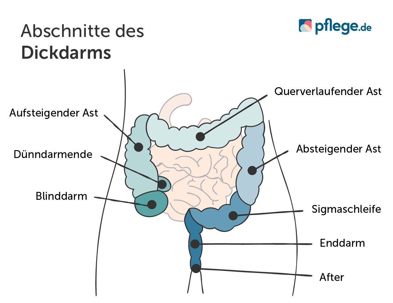 Abschnitte des Dickdarms
